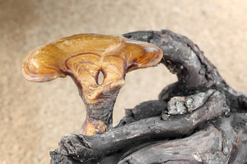 Lingzhi mushroom