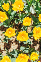 colorful tulips, tulips in spring