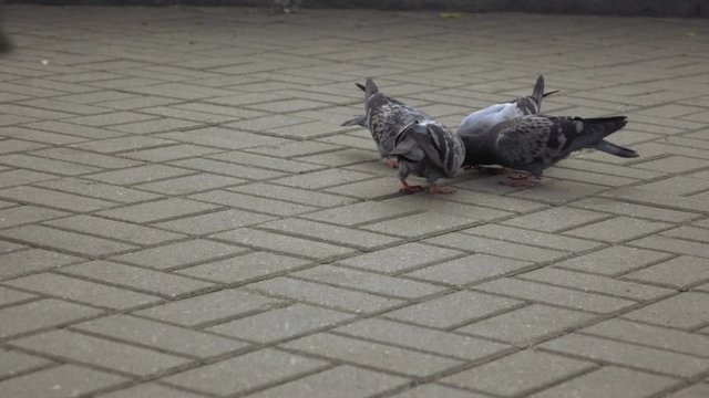 Pigeons eat bread in park