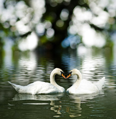 image of two swans on the water close-up