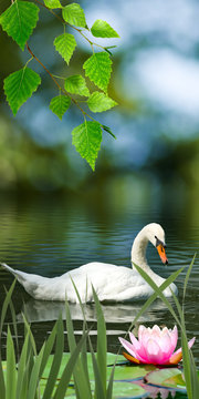 image of swans and lotus on the water close-up