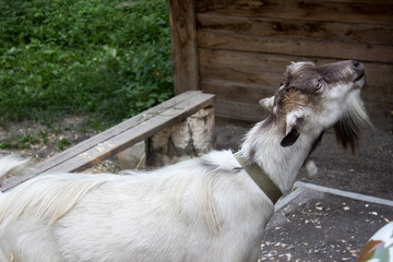 Козел ждет пока его покормят