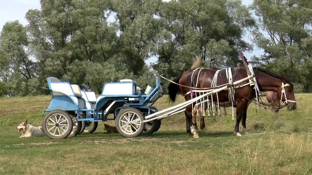 The video shows team of horses and cart clous up. Background