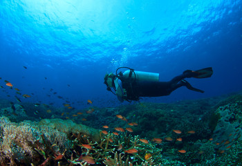 Scuba dive coral reef