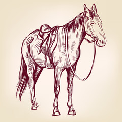 horse hand drawn vector llustration realistic sketch