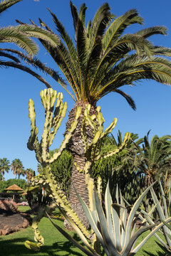 An image of  palm tree in the blue sunny sky