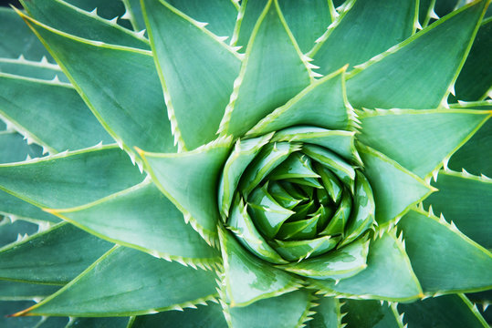 Detail Of Wild Aloe Vera From Above