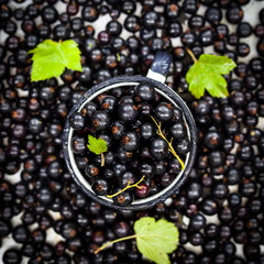 Fresh delicious organic black currant