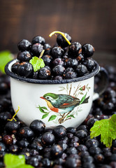 Fresh delicious organic black currant