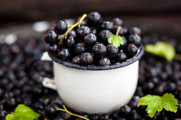 Fresh delicious organic black currant