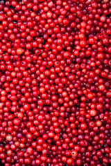 Fresh delicious organic red currant as a background