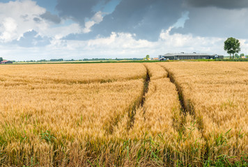 Dark clouds over a wheat field with wheel tracks