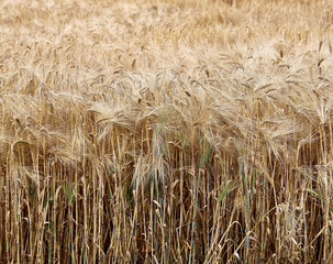 yellow ripe wheat ears