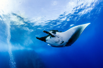 Manta Ray