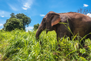 Fototapeta na wymiar Wild elephant walking in the wild, eating grass along the way