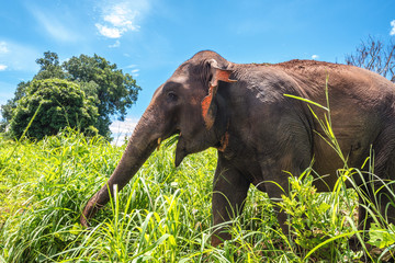 Wild elephant walking in the wild, eating grass along the way