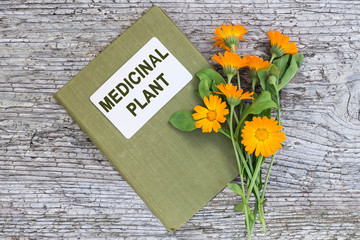 Calendula and directory medicinal plant