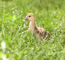 Duckling on green grass