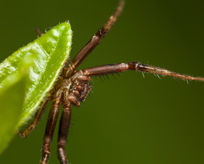 Spider stand on defensive
