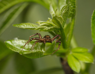 Portrait of resting spider