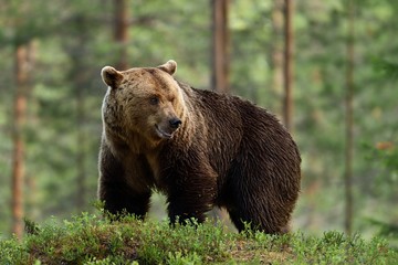 Naklejka na ściany i meble Big male bear in forest. Male bear in Finnish taiga.