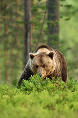 Obraz na płótnie Canvas Male bear in Finnish taiga
