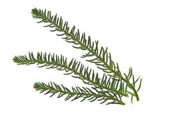 Tripmadam oder Fetthenne (Sedum reflexum)