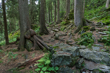 Wanderpfad in Wald