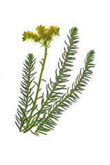 Tripmadam oder Fetthenne (Sedum reflexum)