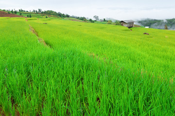 Obraz premium Green Terraced Rice Field in Pa Pong Pieng