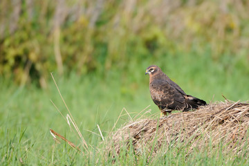 Perching juvenile Montagus harrier at the meadow