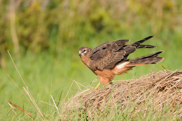 Juvenile Montagus harrier flapping wings at the meadow