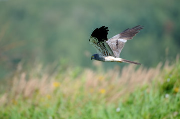 Side view of flying Montagus harrier