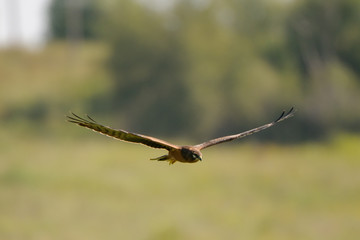 Flying juvenile Montagus harrier over the meadow