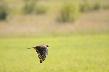 Flying juvenile Montagus harrier over the meadow