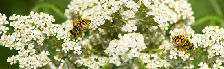 beautiful flowers in the garden and bee close up