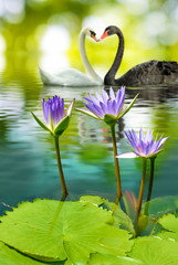 Obraz premium image of two swans on the water in park closeup