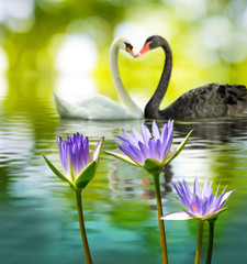 Obraz premium image of two swans on the water in park closeup