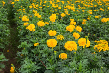 Yellow Marigolds flower