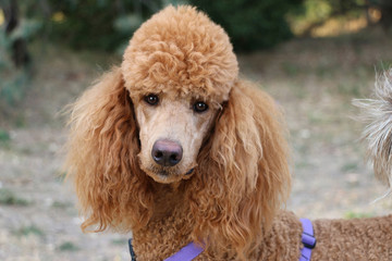red standard poodle dog with purple walking harness