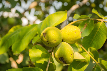 walnut fruits on the tree