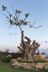 Fototapeta na wymiar Old ficus tree trunk at sunset