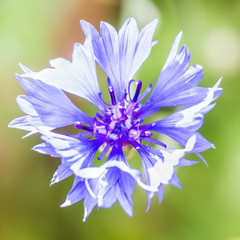 Obraz premium Cornflower Blue