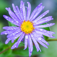Obraz premium Wet Aster