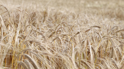 ripe wheat ears in the field in summer