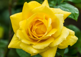 Yellow Rose