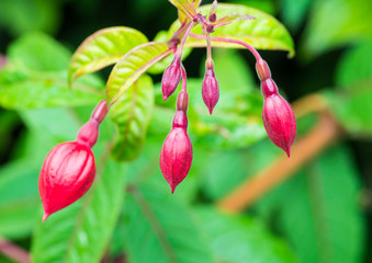 Fuchsia Buds