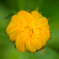 Calendula Coming Soon