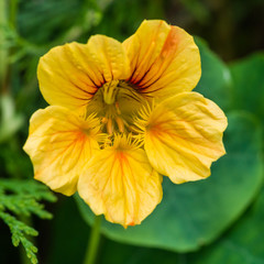 Yellow Nasturtium