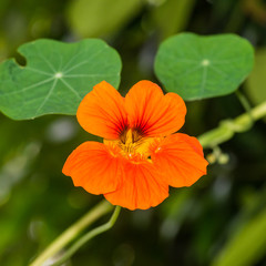Orange Nasturtium